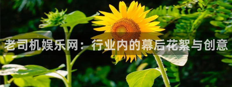 星亿娱乐5：老司机娱乐网：行业内的幕后花絮与创意